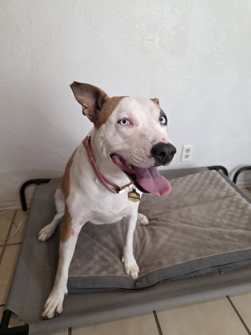 LOKI #11 - American Pit Bull Terrier available for adoption