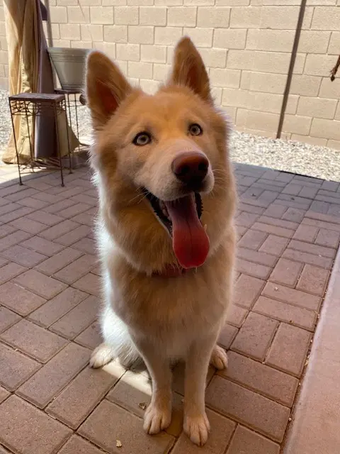Suki image 2