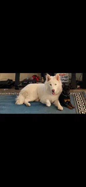 Suki image 3