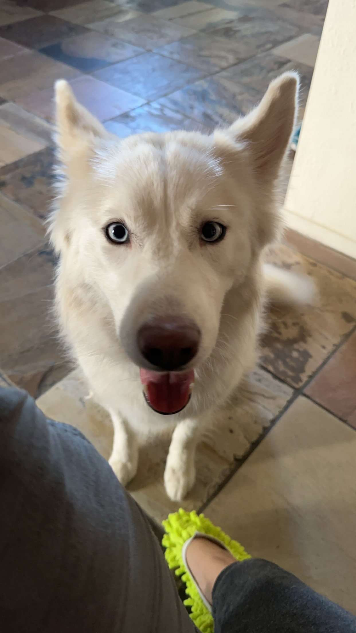 SUKI #4 Image