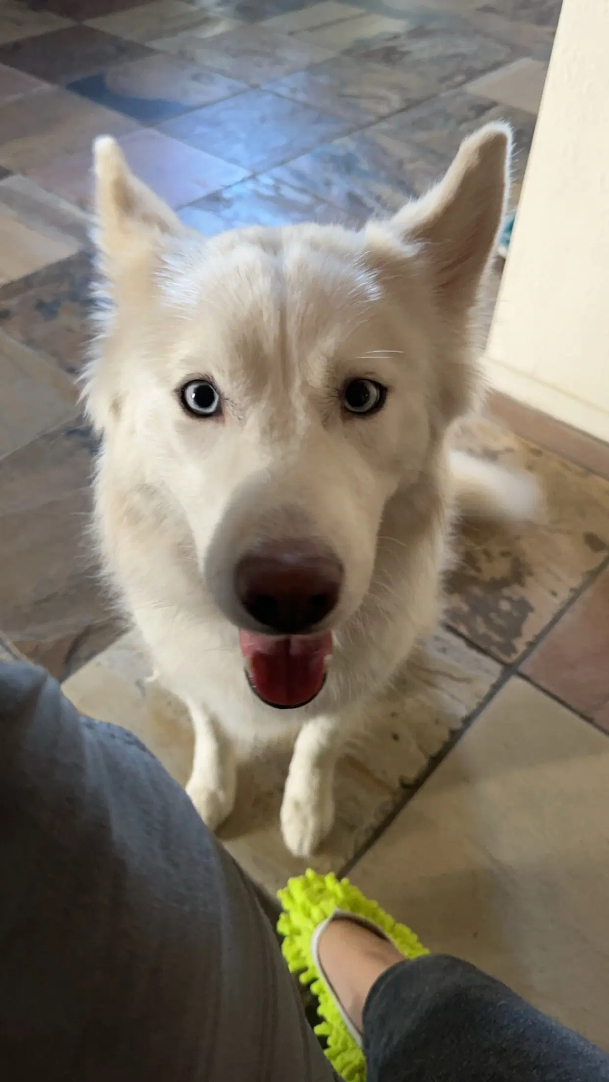 Suki - Husky