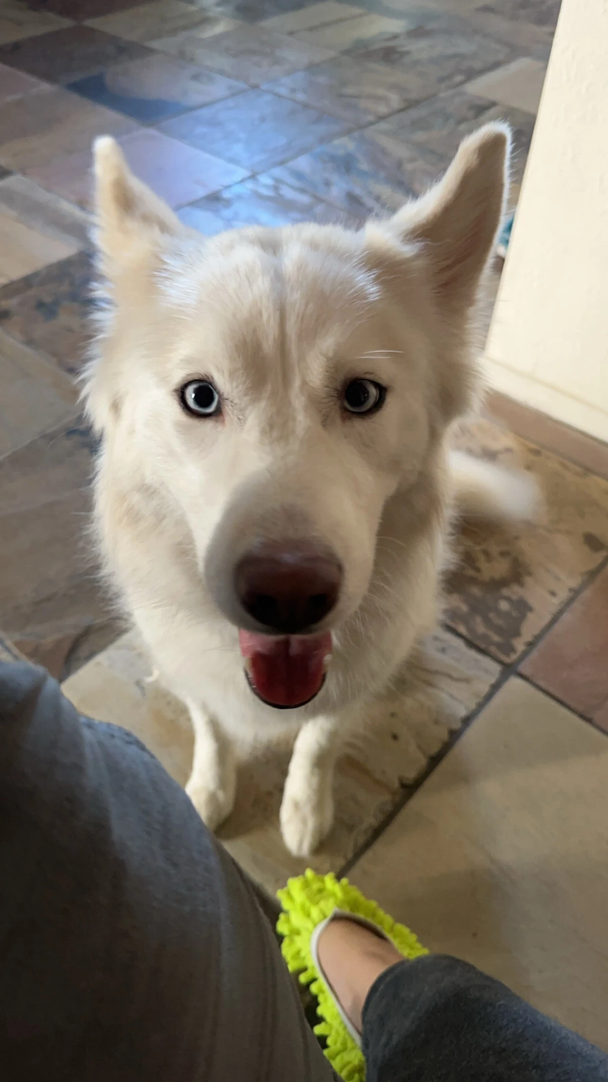 Suki
