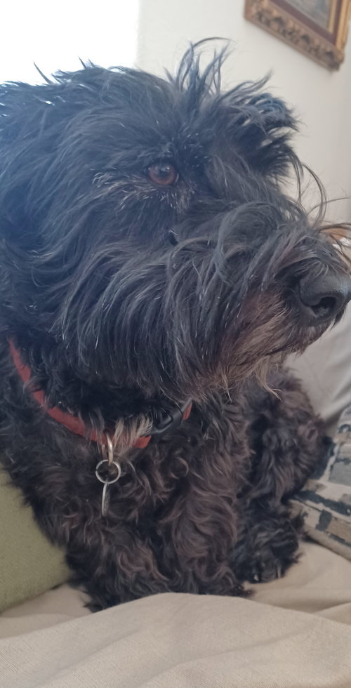 FERGUS #2 - Scottish Terrier Scottie available for adoption
