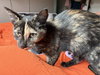 BUTTERS - Photo 4