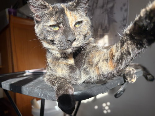 BUTTERS - Domestic Short Hair available for adoption