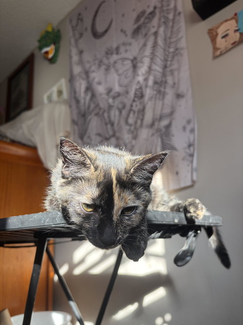BUTTERS - Domestic Short Hair available for adoption