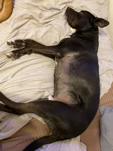 Blue - American Staffordshire Terrier