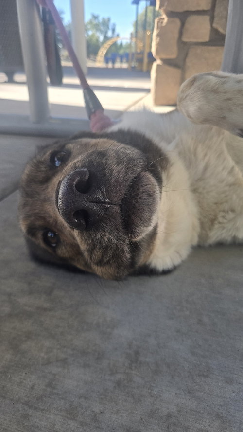 MARNIE - Australian Cattle Dog/Blue Heeler / Anatolian Shepherd available for adoption