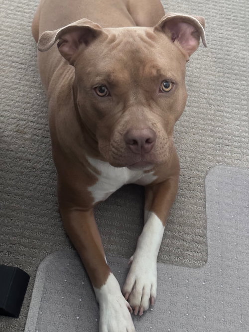 LOLA #16 - American Pit Bull Terrier available for adoption