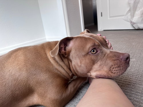 LOLA #16 - American Pit Bull Terrier available for adoption