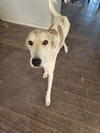 PEACHES #4 - Photo 2