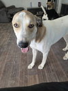 BRUTUS #3 - Photo 2