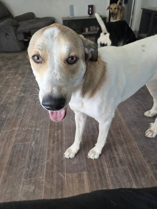 BRUTUS #3 - Shepherd available for adoption