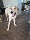 BRUTUS #3 - Photo 1