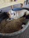BROWNIE #5 - Photo 3