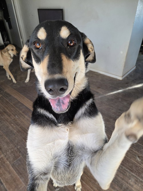 ROMY - Shepherd available for adoption