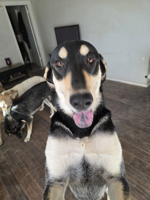 ROMY - Shepherd available for adoption