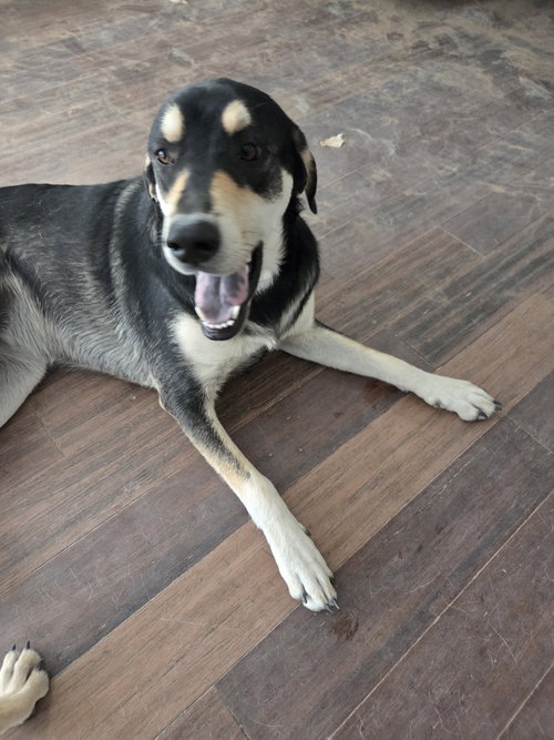 MICHELLE - Shepherd available for adoption