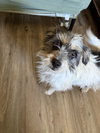BOBA - Photo 1