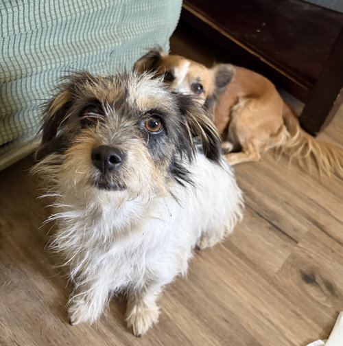 BOBA - Terrier available for adoption