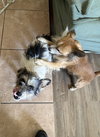 BOBA - Photo 3