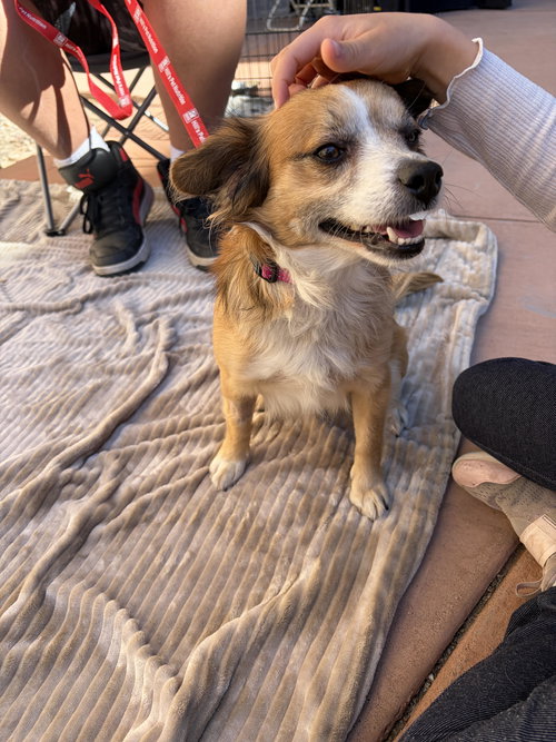 CHAI - Terrier / Chihuahua available for adoption