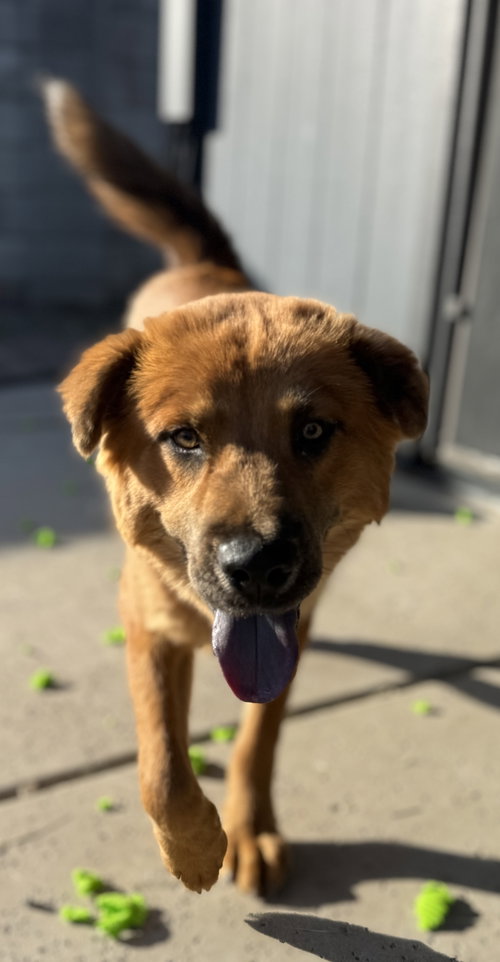 ASUNA - Chow Chow available for adoption