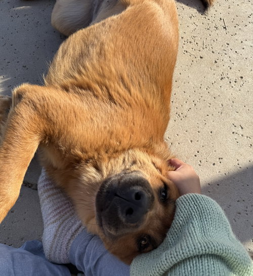 ASUNA - Chow Chow available for adoption