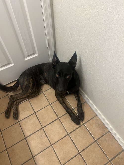 ATKA - Dutch Shepherd available for adoption