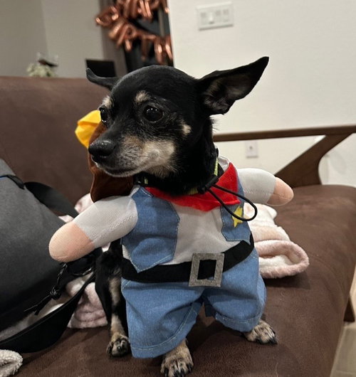 SAWYER - Chihuahua available for adoption