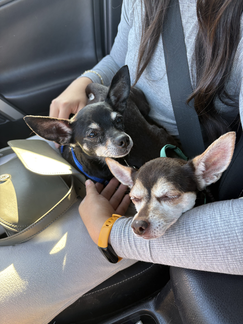 SAWYER - Chihuahua available for adoption