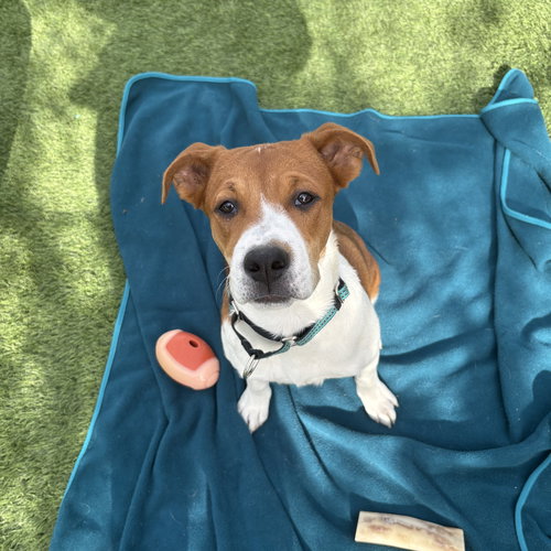 LACIE #2 - Beagle available for adoption