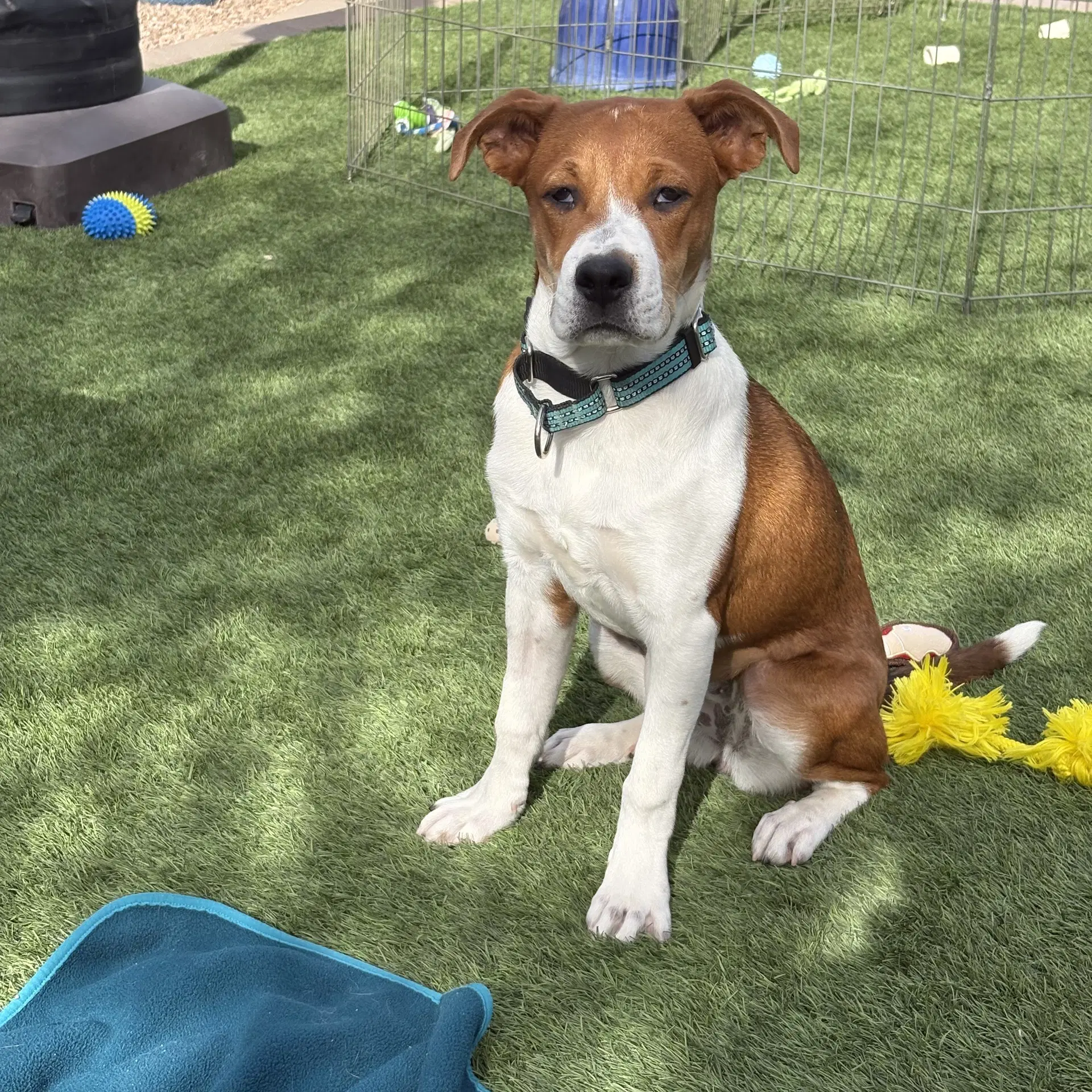 Lacie - Beagle