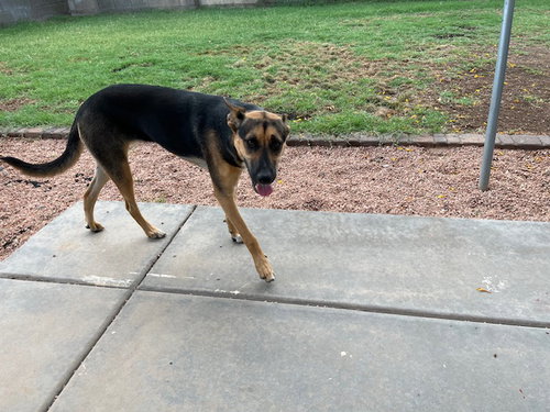 HOKU #2 - Australian Cattle Dog/Blue Heeler / German Shepherd Dog available for adoption