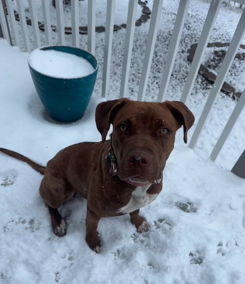 BLANCHE - Cane Corso Mastiff / American Pit Bull Terrier available for adoption