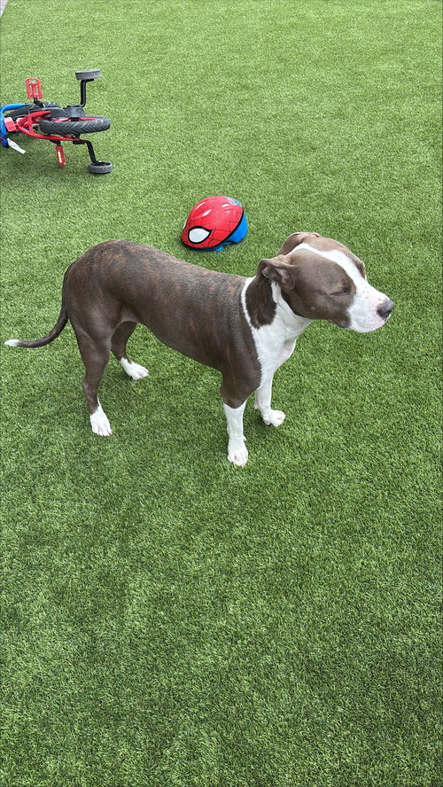 IRIS - American Pit Bull Terrier available for adoption