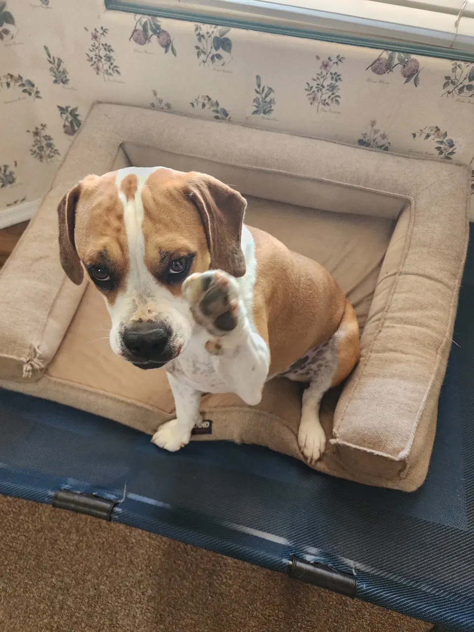 Maybel - Beagle