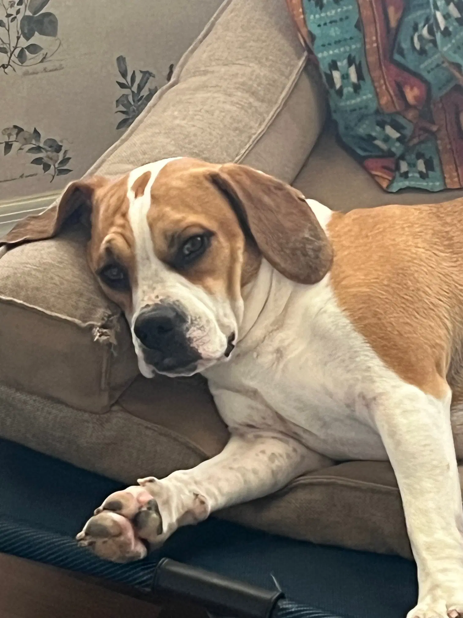Maybel image 2