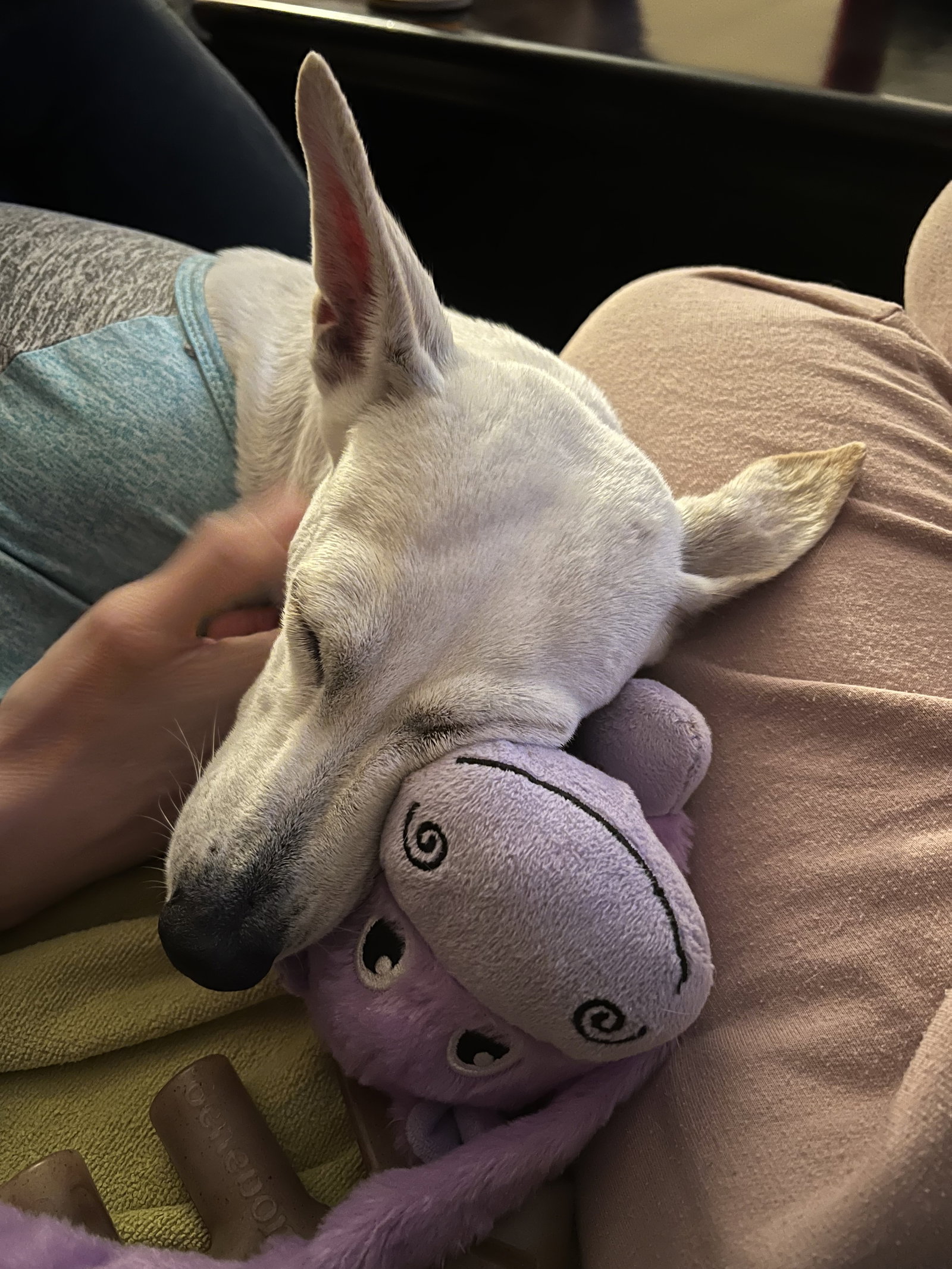 LUNA - courtesy post Image