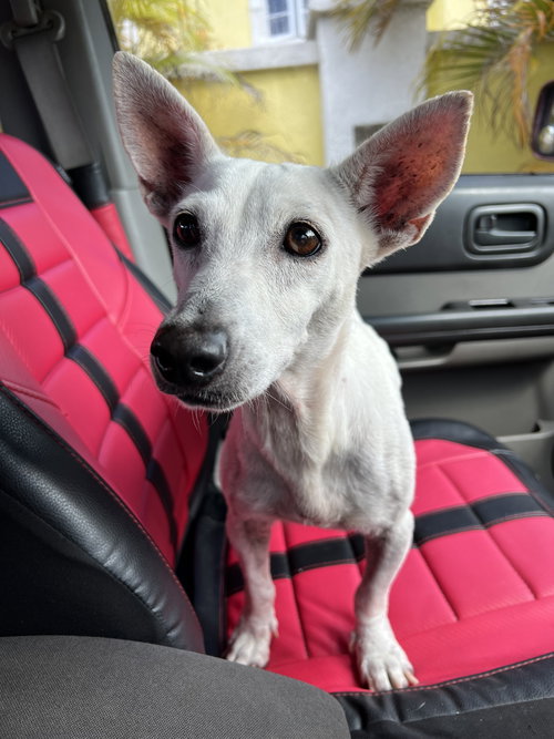 picture of the dog needing adoption
