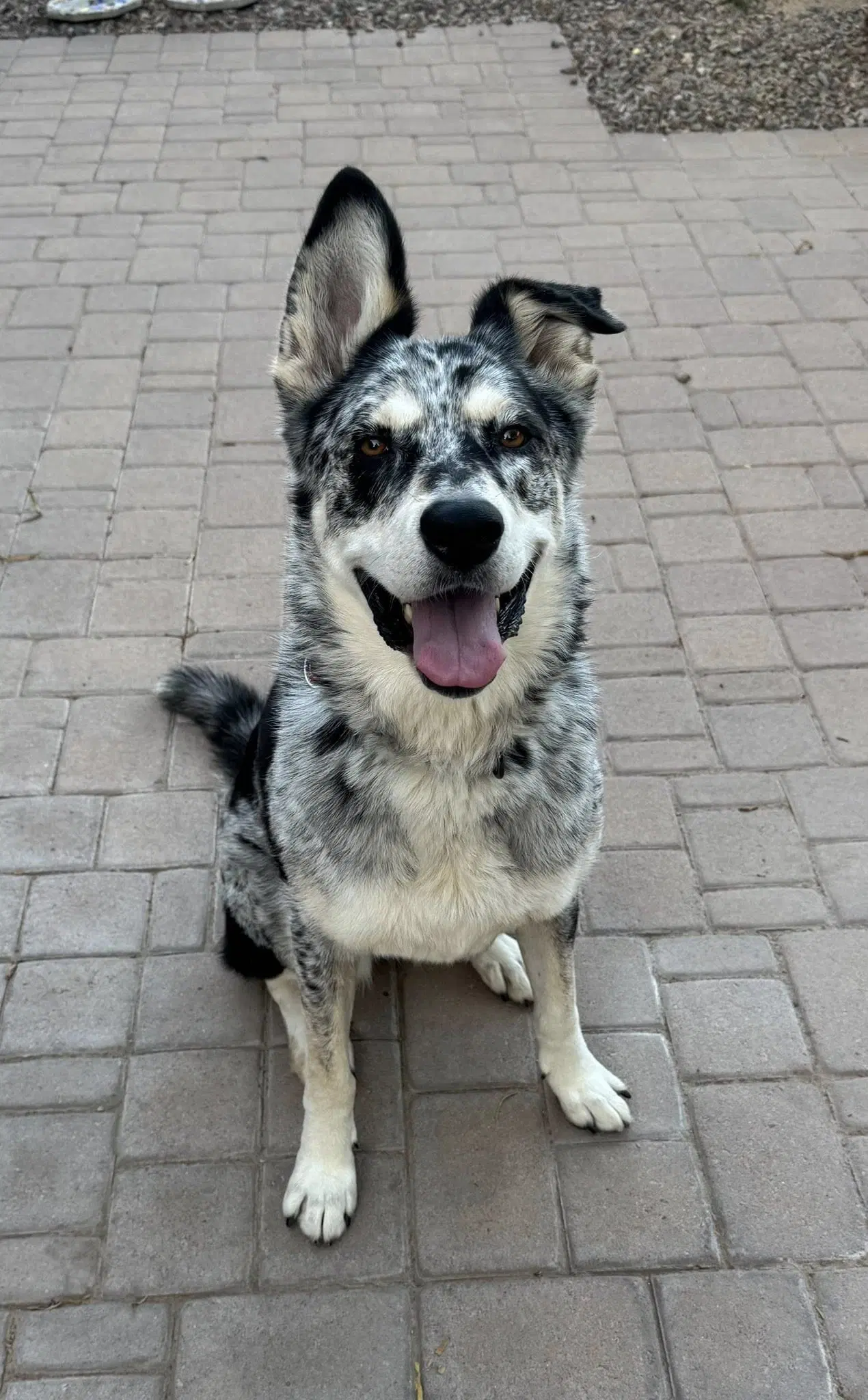 Athena - Husky