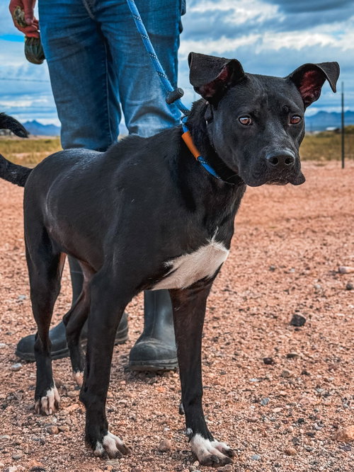 picture of the dog needing adoption