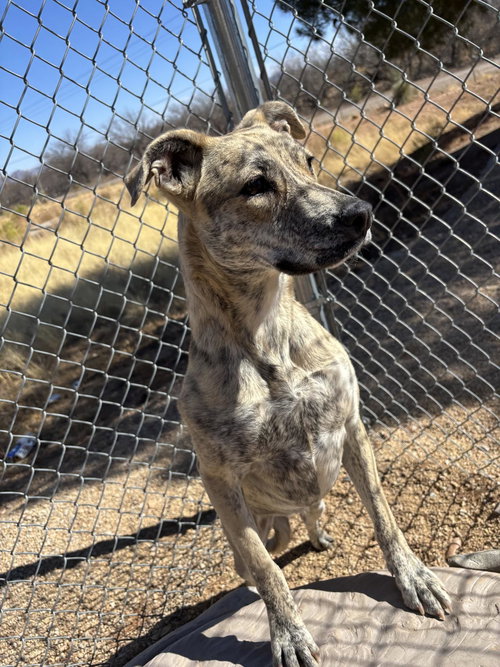 picture of the dog needing adoption