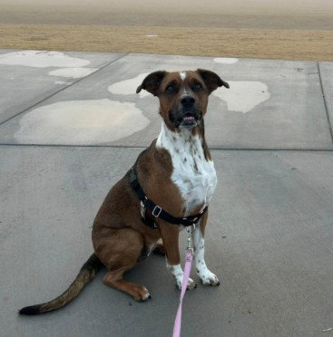 picture of the dog needing adoption