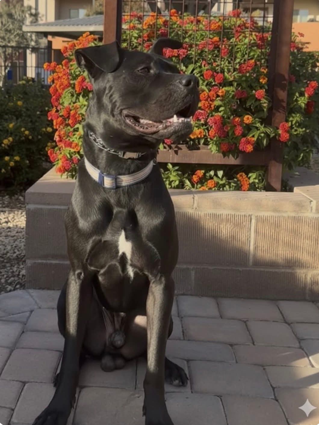 ONYX Image