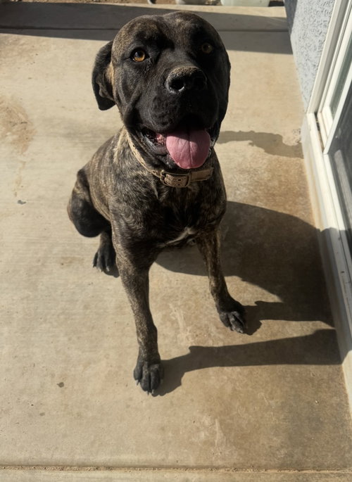 picture of the dog needing adoption