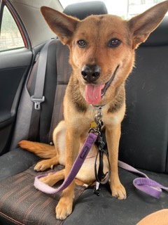 picture of the dog needing adoption