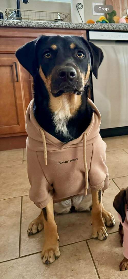 picture of the dog needing adoption