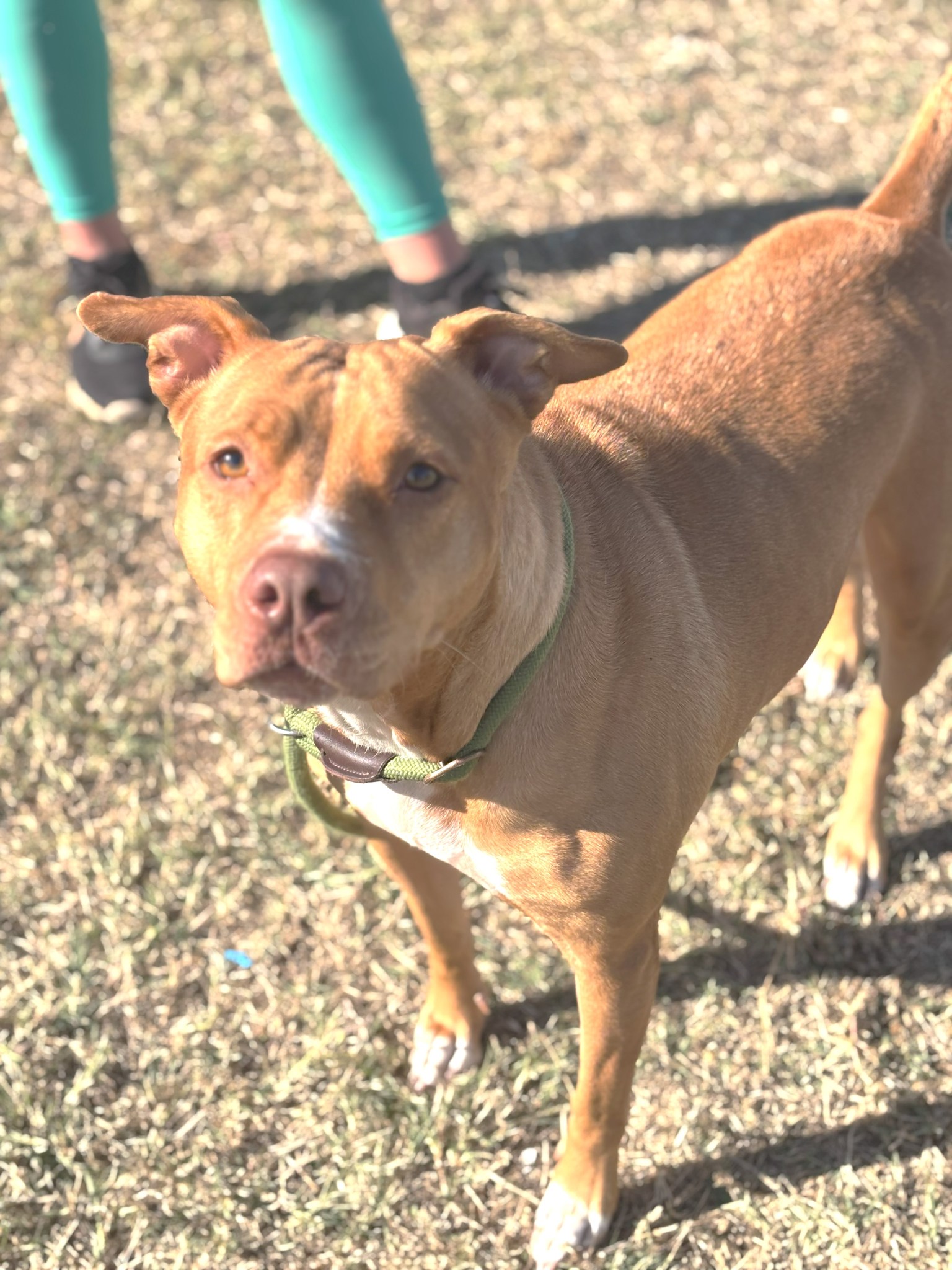 Pit Bull