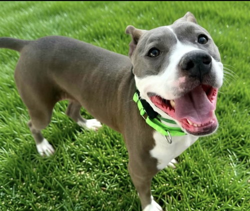 picture of the dog needing adoption